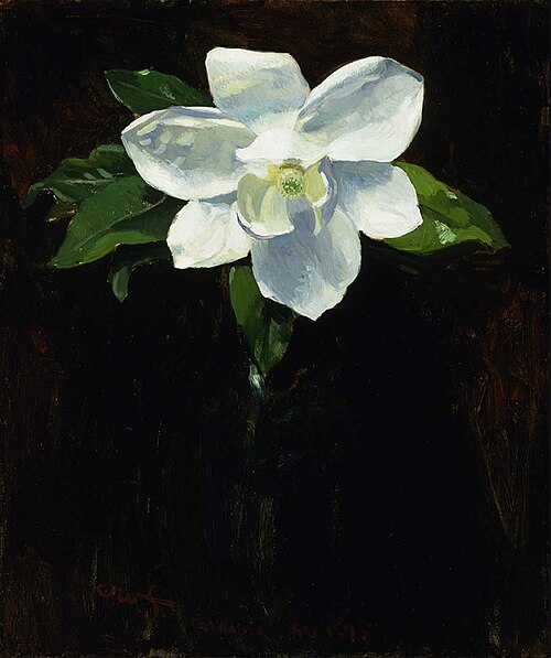 Magnolia, 1895, Charles Walter Stetson