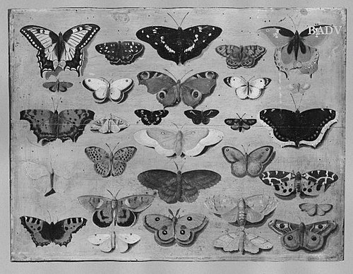 Papillons, 1651, Jan van Kessel