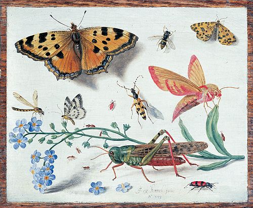 Study of flowers and insects, 1653, Jan van Kessel