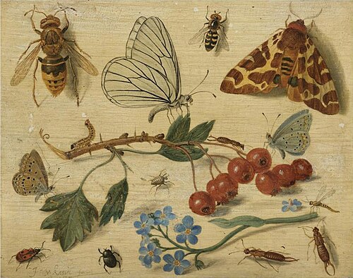 Butterflies, Moths and Insects with Sprays of Common Hawthorn and Forget-Me-Not, 1654, Jan van Kessel
