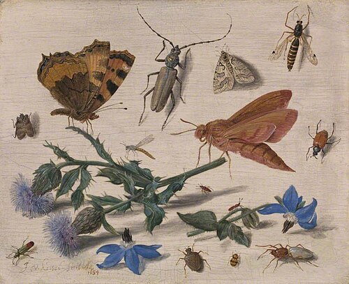 Butterflies, Moths and Insects with Sprays of Creeping Thistle and Borage, 1654, Jan van Kessel