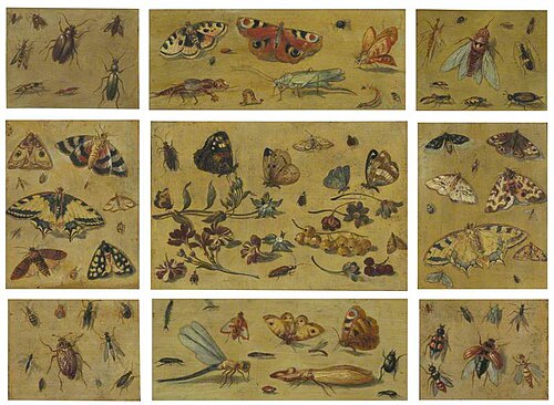 Insects, , Jan van Kessel