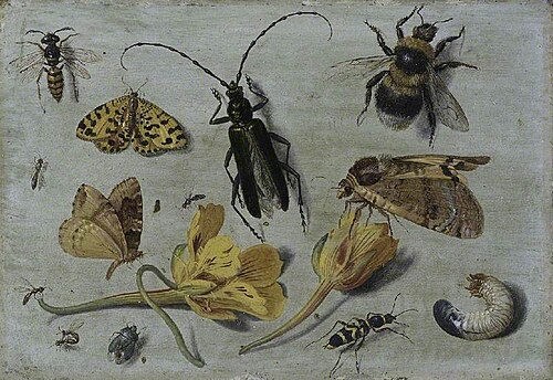 Insects, , Jan van Kessel
