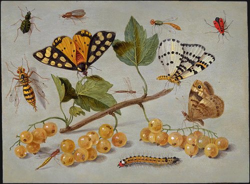 Study of Butterfly and Insects, 1655, Jan van Kessel