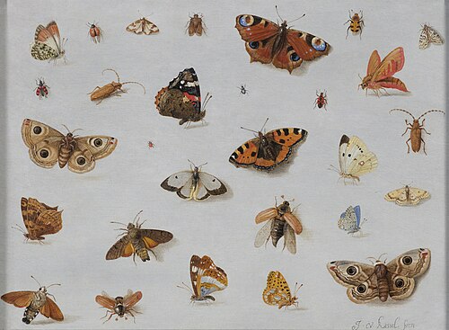 Butterflies and Insects, 1662, Jan van Kessel the Elder