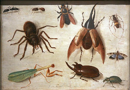 Insectes et araignée, 1660, Jan van Kessel