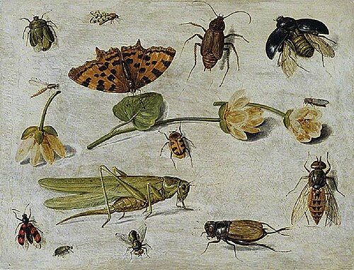 Insects, , Jan van Kessel