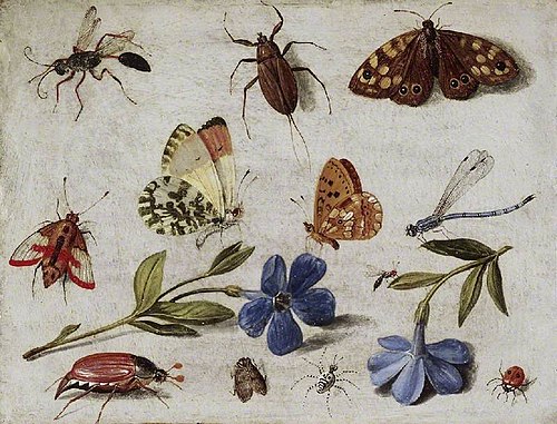 Insects, , Jan van Kessel