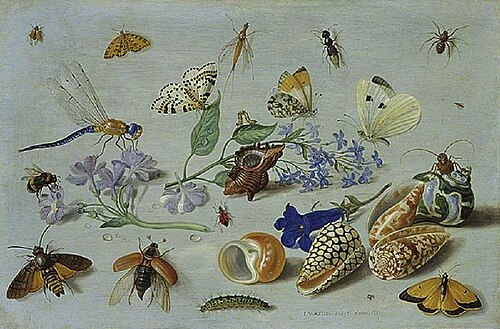 Butterflies and other insects, 1661, Jan van Kessel