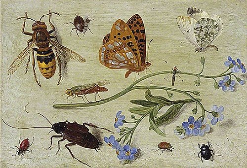 Insects, , Jan van Kessel