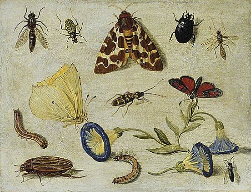 Insects, , Jan van Kessel