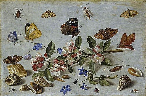 Butterflies and other insects, 1661, Jan van Kessel