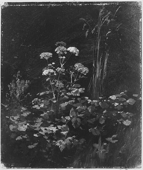 Gräser und Stauden im Unterholz (Ölstudie), 1885, Carl Bolze