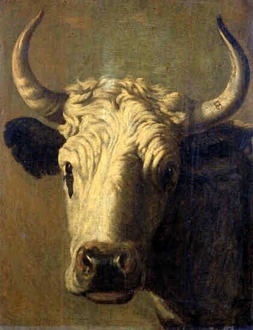 Head of a Cow, 1627, Dirck Govertsz
