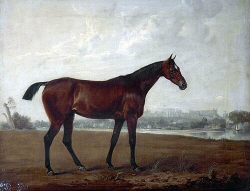 A Chestnut Hunter in a Meadow, , Edmund Bristow