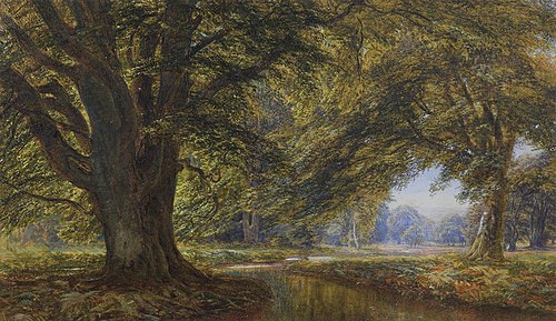 Beech Forest, England, , Edmund George Warren