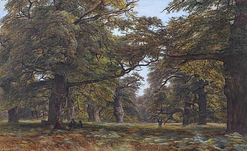 Beech Forest, England 1877, 1877, Edmund George Warren
