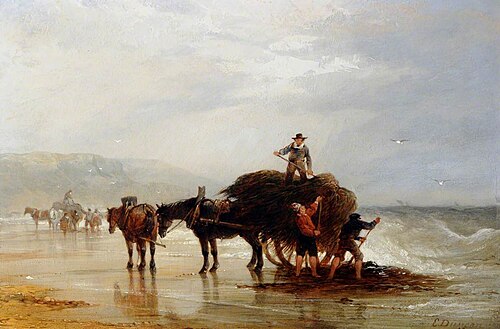 Vraicing at Ouaisne Bay, Jersey, 1848, Edward Duncan