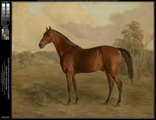 Kentucky Woodpecker, 1834, Edward Troye