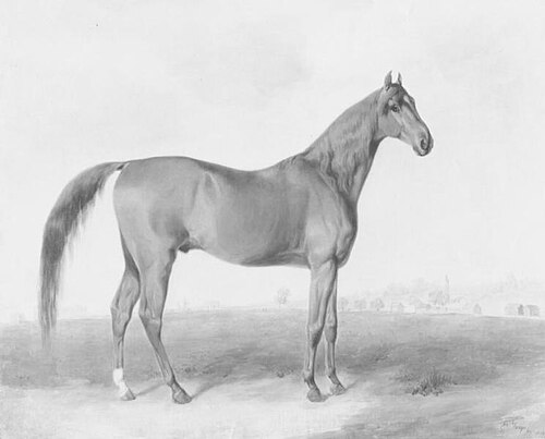 Race Horse "Sir Henry", 1834, Edward Troye