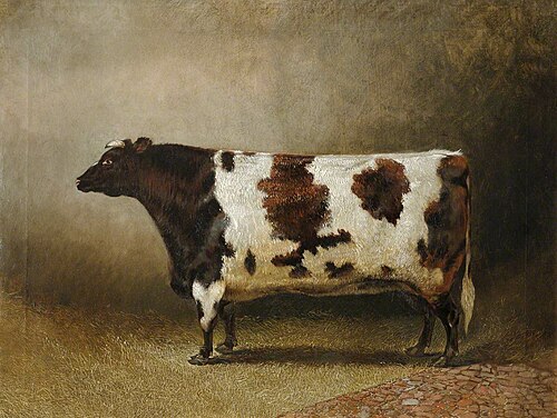 The Wimpole Heifer, 'Honeycomb', 1864, Eliot Yorke