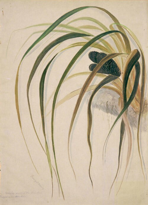Ureure. Fruit of the kiekie. Freycinetia Banksii, , Emily Cumming Harris