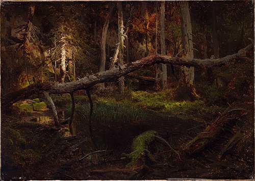 Study of a Decaying Wood, 1851, August Cappelen