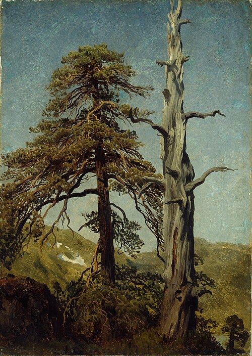 Study of Trees, 1850, August Cappelen