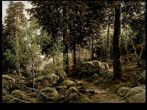 Skoginteriör, 1882, Berndt Lindholm