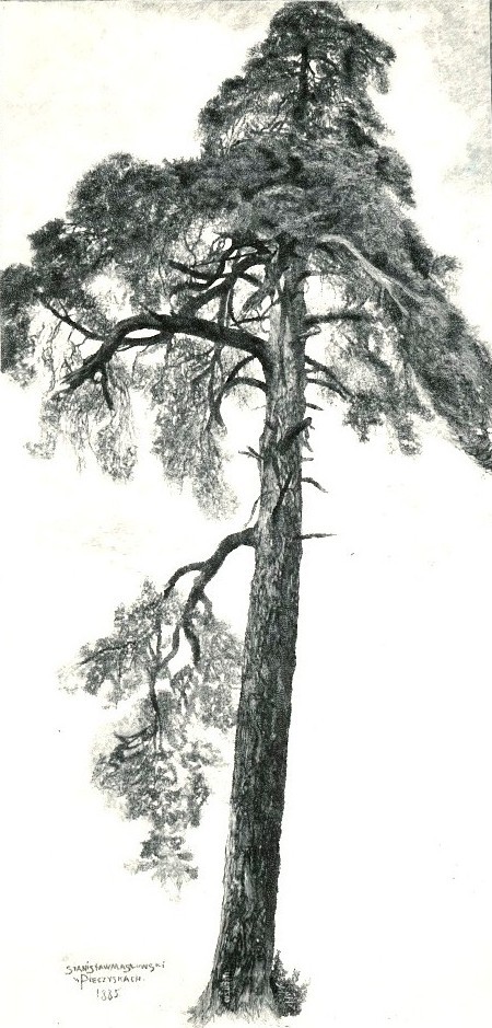 Pine Tree in Pieczyska, 1885, Stanisław Masłowski