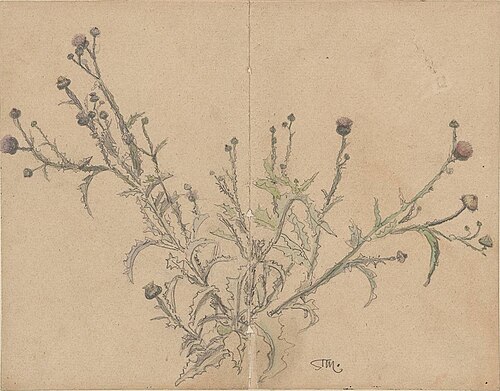 Thistle, 1876, Stanisław Masłowski