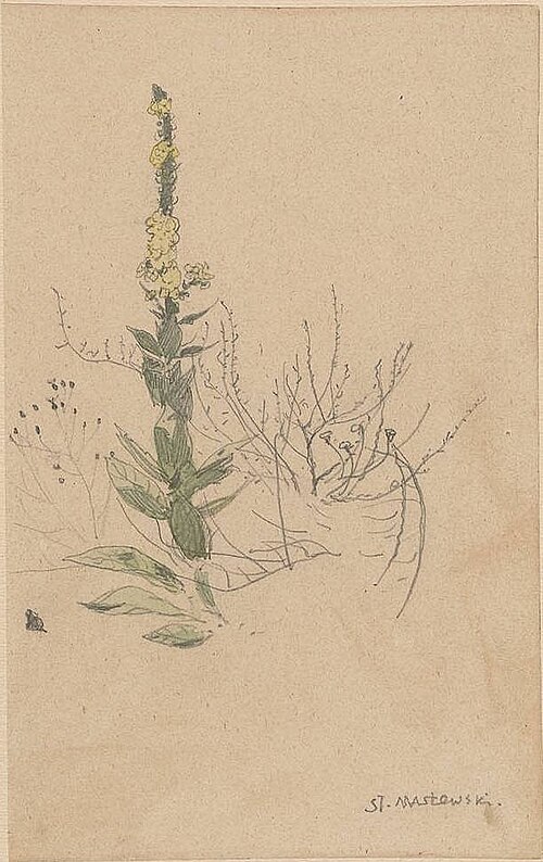 Mullein - Velevet plant, 1875, Stanisław Masłowski