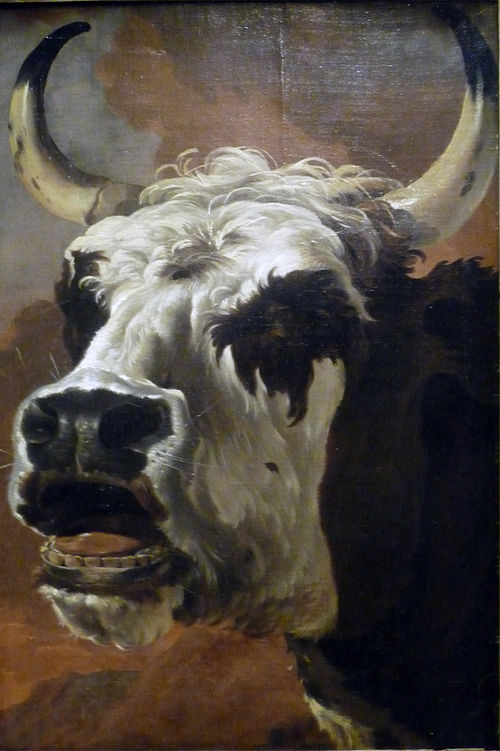 Head of an Ox, 1647, Jan Asselijn