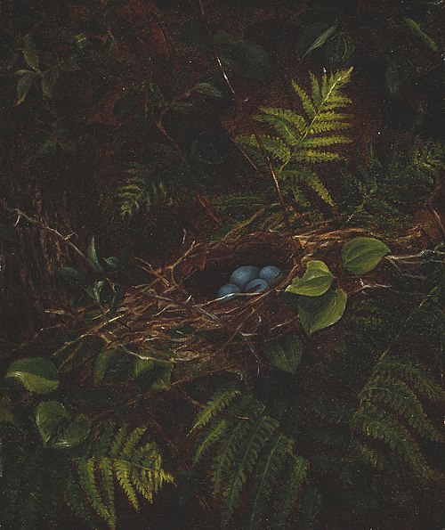 Bird's Nest and Ferns, 1863, Fidelia Bridges