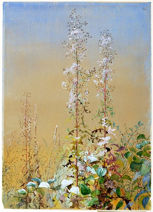 Untitled, 1876, Fidelia Bridges