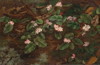 Trailing Arbutus, 1863, Fidelia Bridges
