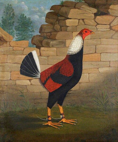 The Trimmed Cock, , Francis Sartorius