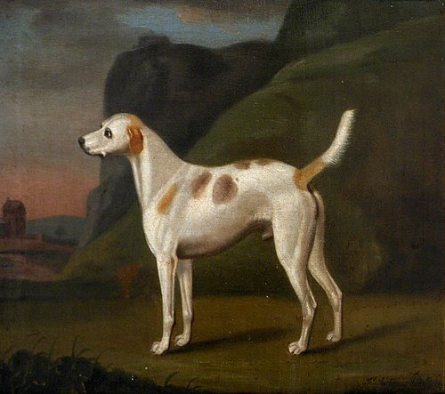 A White Dog with Brown Spots, 1785, Francis Sartorius