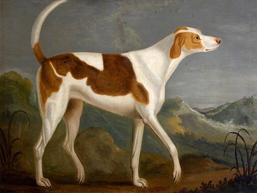 'Wonderful', a Favourite White Hound, , Francis Sartorius