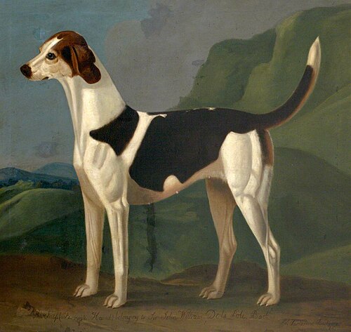 'Mischief', a Favourite Hound, 1790, Francis Sartorius