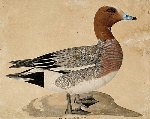 Eurasian Wigeon, 1828, Wilhelm von Wright