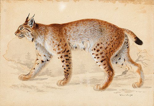 Lynx, , Wilhelm von Wright
