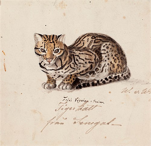 Tiger Cat, 1829, Wilhelm von Wright