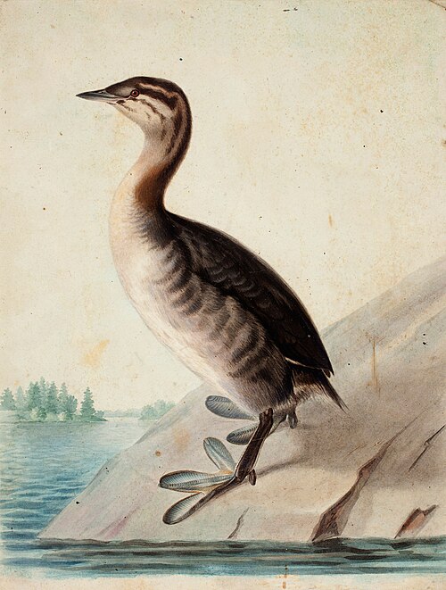 Young Horned Grebe, 1833, Wilhelm von Wright