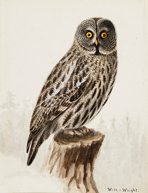 Great Grey Owl, , Wilhelm von Wright