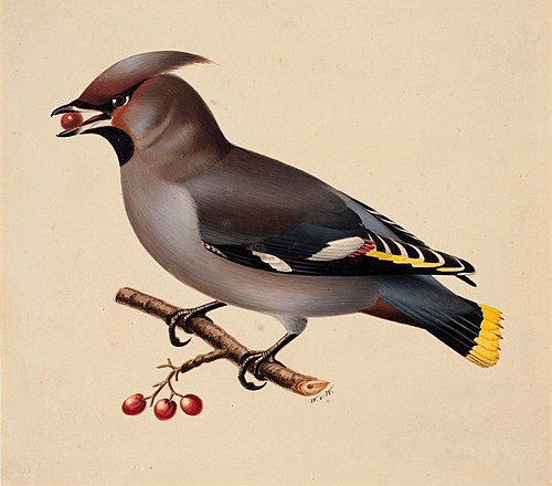 Bohemian Waxwing, 1829, Wilhelm von Wright