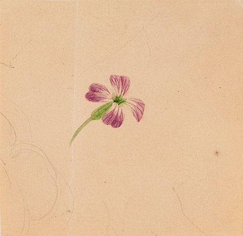 Violett korsblomma, 1844, Wilhelm von Wright