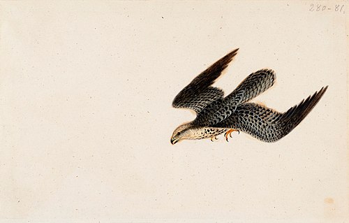 Eurasian Sparrowhawk Flying, , Wilhelm von Wright