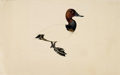 Common Pochard, 1844, Wilhelm von Wright