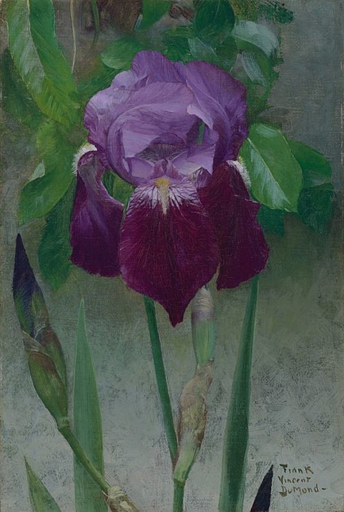 Iris, 1895, Frank DuMond